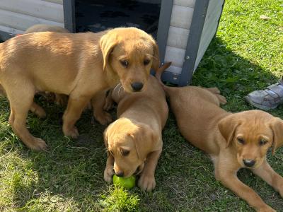 Purebred Award Winning IKC Registered Golden Labrador puppies *only 4 Left*